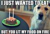 birthday-dog.jpg