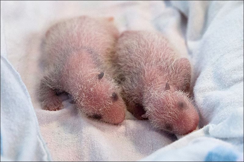 http://www.toledoblade.com/image/2013/07/30/800x_b1_cCM_z/Panda-Twins-Born.jpg