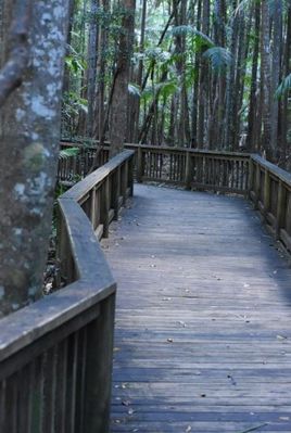 Bush Walk 03.JPG