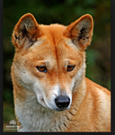 dingo.png