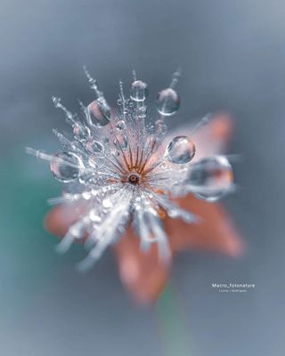 macro-photography-droplets-luci-rodriguez-02.jpg