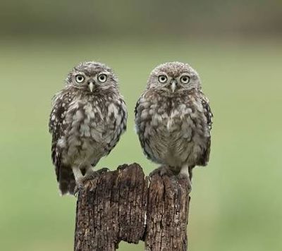 F&H twin owls.jpg