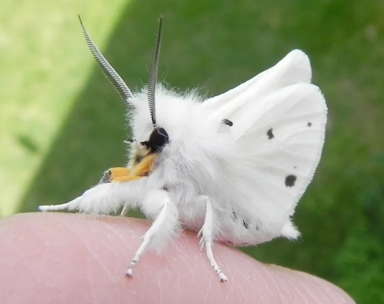 Venezuelan Poodle Moth