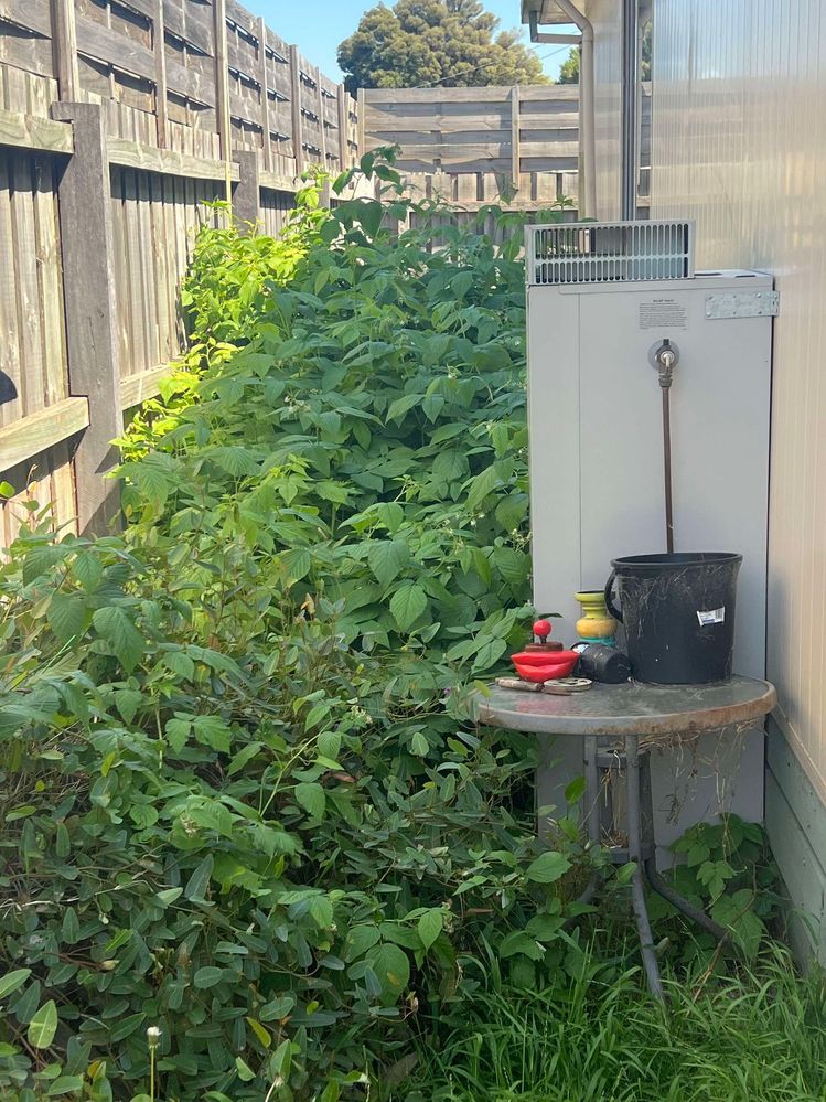 This is my VERY overgrown raspberry bush!! I thought it was going to die last summer but it survived and then it THRIVED and now I dunno what to do. It's prickly.