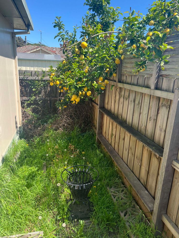 My neighbour's lemon tree droops over our fence and deposits SO MANY LEMONS... And that's my new fire brazier too, got it... got it just in time for summer? Yay lol