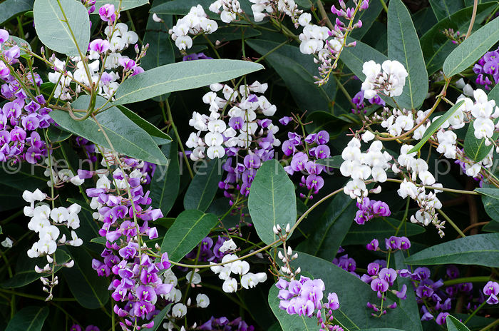 Hardenbergia-sp.jpg