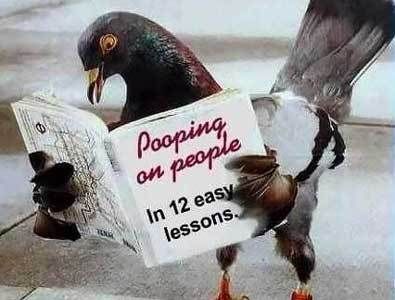 Pigeon Training