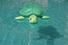 Turtle floaty.jpeg