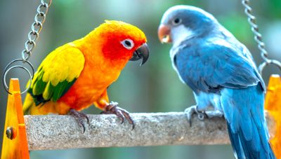 Most-Popular-Pet-Birds.jpg