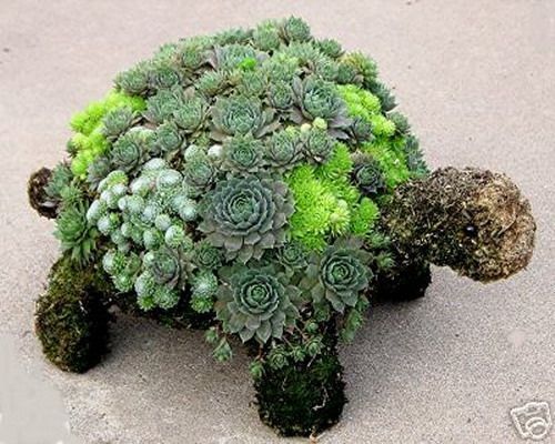 Succulent-Turtle.jpg