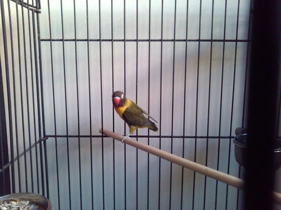 JASPER - African Love Bird