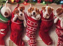 christmas puppies.jpg