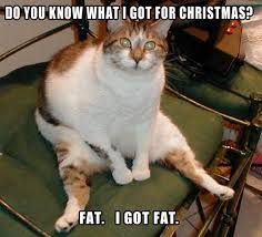 fat cat.jpg