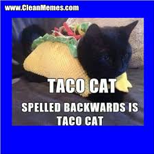 taco cat.jpg