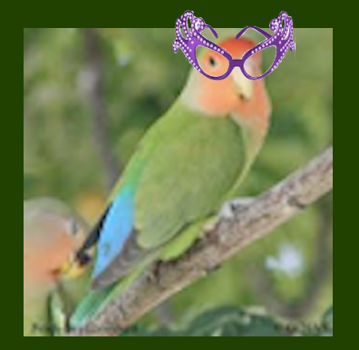 parrot with glasses.png