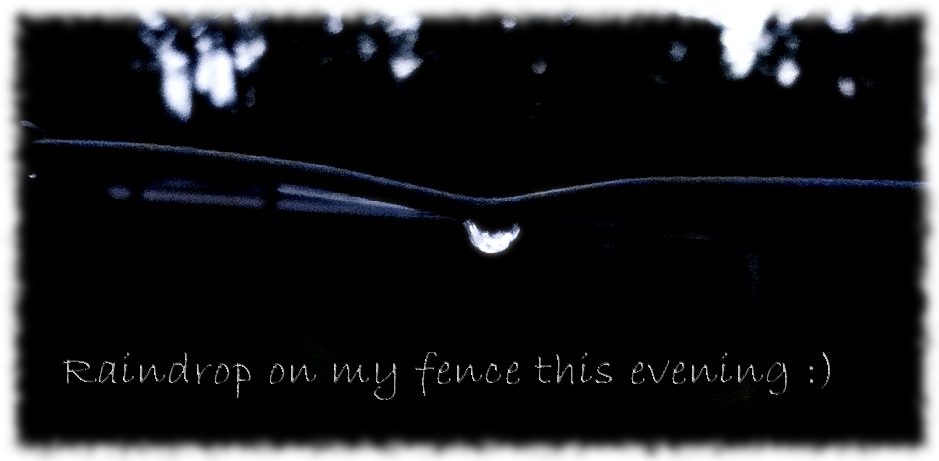 RaindropOnFence.jpg