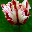 tulip5.jpg