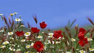 poppies and daisies.jpg