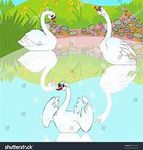 Join  the swans Lapses