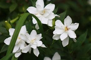 gardenias.jpg