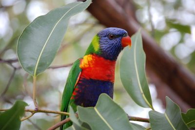 rainbow lorikeets