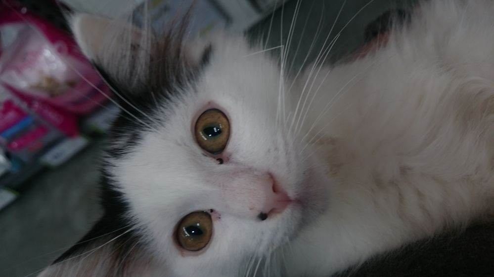 Jasper as a kitten