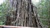 oldtree2.jpg