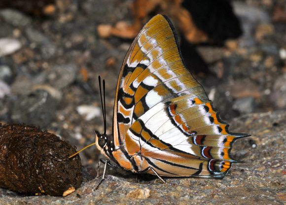 Polyura jupiter  YapenIs-Papua DSP001a.jpg