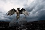 phoenix rising.jpg