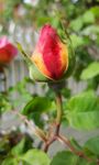 Rose bud.jpg