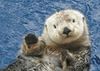 waving-animals-4.jpg