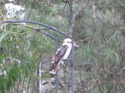 Kookaburra on Rose Arch