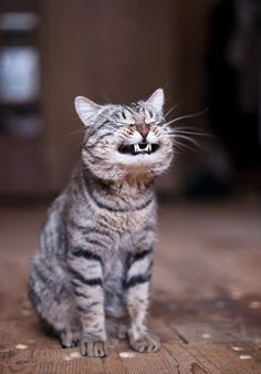 smiling cat.jpg