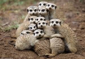 group hug meerkats JPEG.jpg