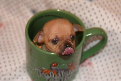 cute-baby-animals-in-cup-002.jpg