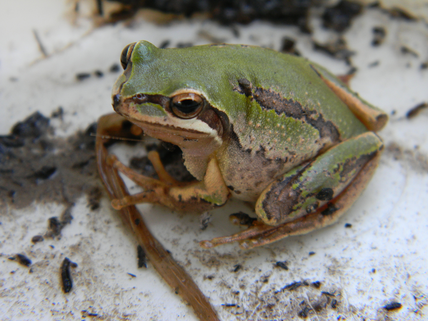 frogs-everywhere-sane-forums