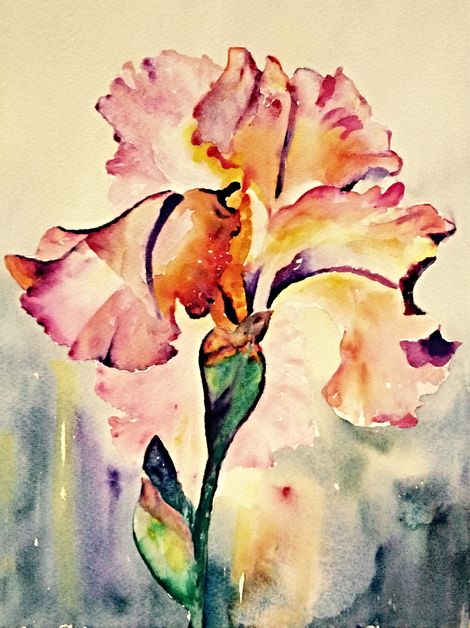 Pink Iris