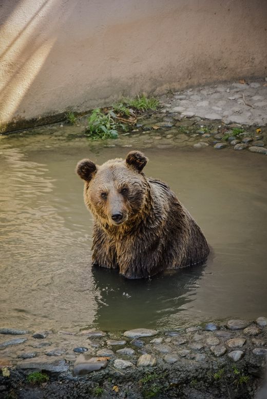 Cheerbear as a cute but strong but also chilled bear!