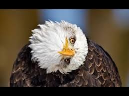 Adge the funny eagle!