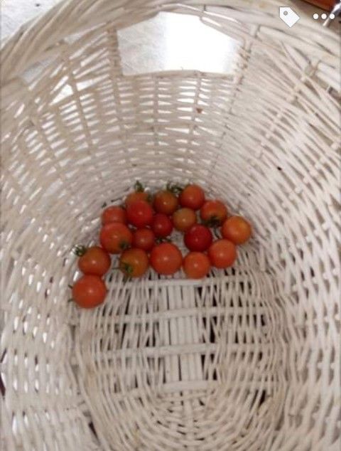 20200414-tomatoes_2.jpeg