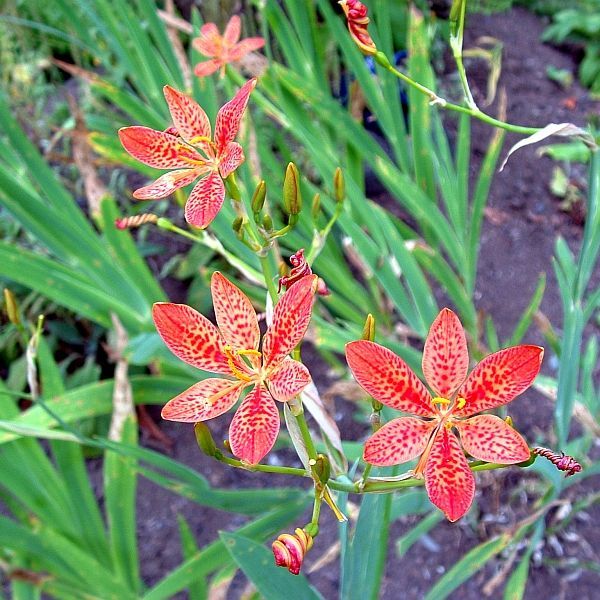 leopardlilyflowers.jpg