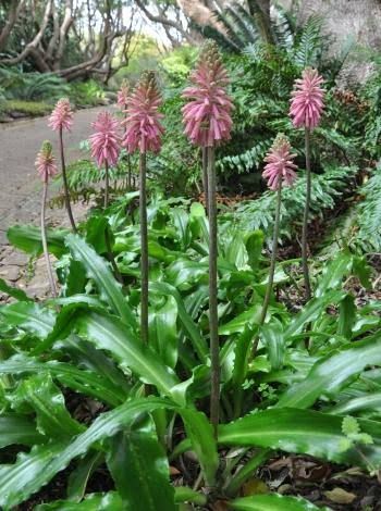 Veltheimia