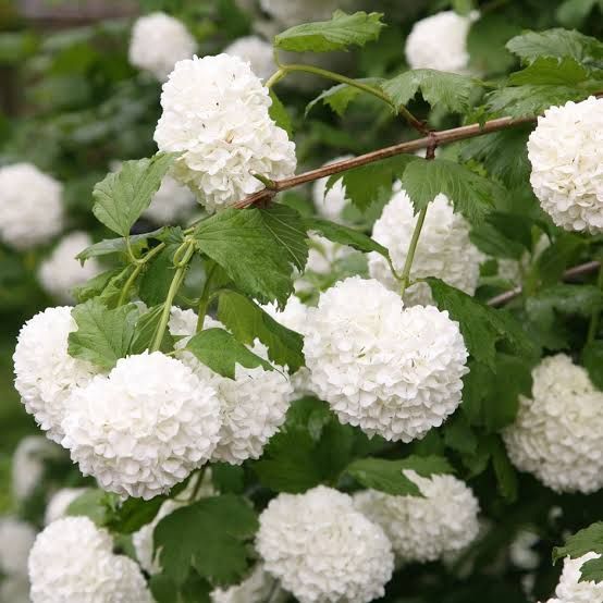 Viburnum opulus sterile