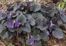 Viola labradorica