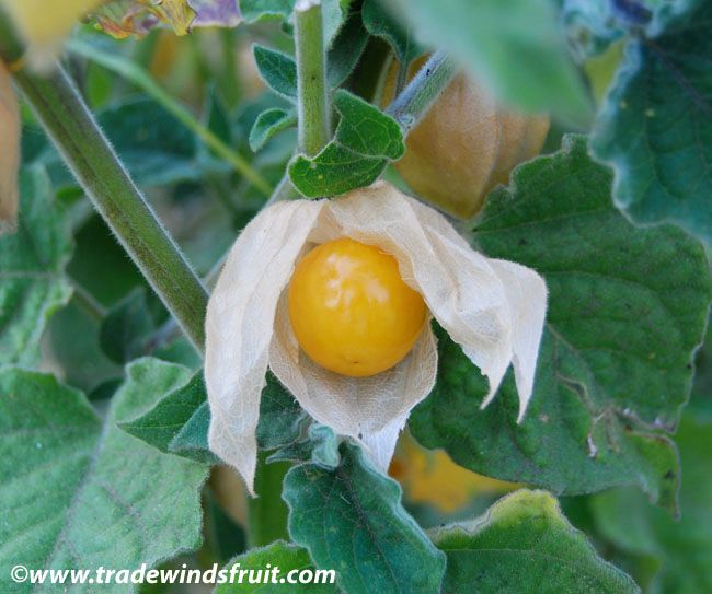 cape_gooseberry5.jpg