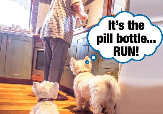 two-maltese-terrier-dogs-watching-owner-open-up-pill-bottle-in-kitchen.jpg