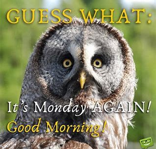 Owls deal with mice - and it is Monday again :(