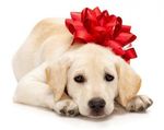 christmaspuppy-400x318.jpg