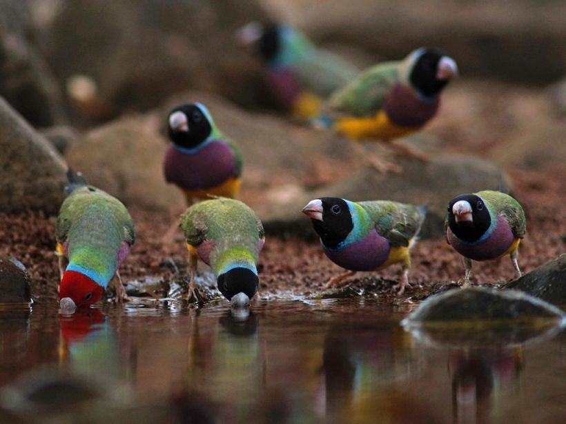Gouldian finches at waterhole