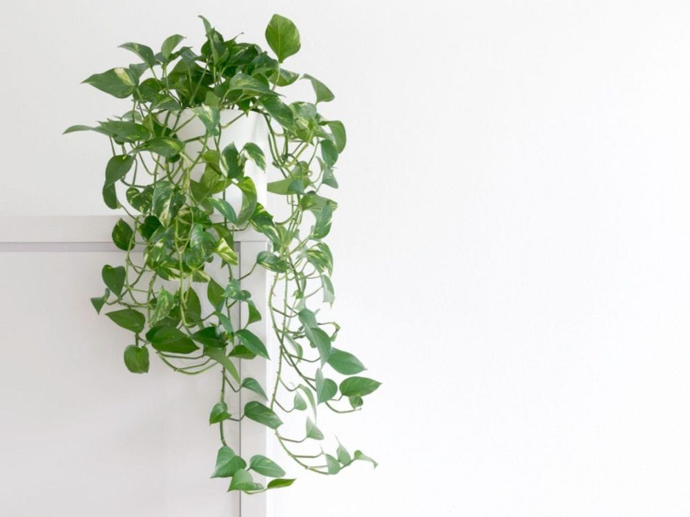 pothos-plant-1024x768.jpg